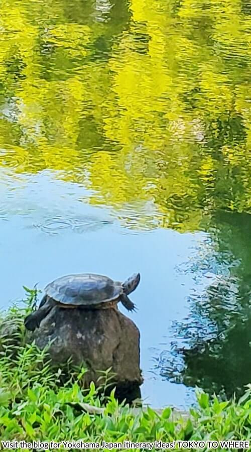 yokohama turtles at higa garden