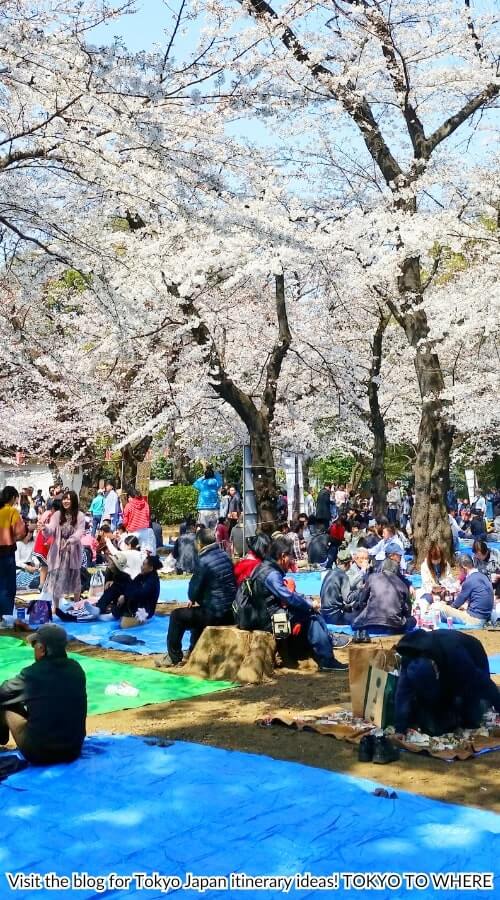 ueno park cherry blossom festival picnic